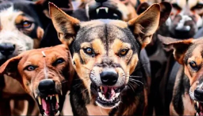 Dog_bite2