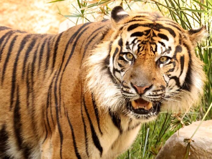 vbg-nnmkl_202303989867