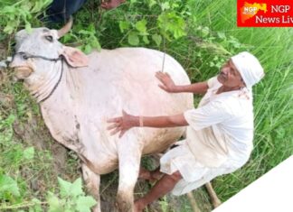 चिखलाबोडी येथे विज पडून बैलाचा मृत्यू ; शेतक-याचे मोठे आर्थिक नूकसान