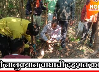 परसोडी (रीठी) शिवारात वाघाचा कहर ; गोऱ्ह्याची शिकार, कुहीपासून अवघ्या ४ किमीवर भीतीचे सावट