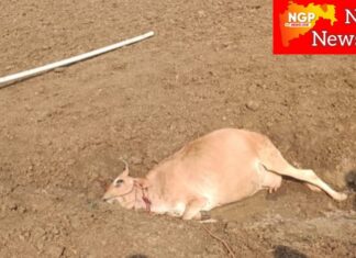 कुही तालुक्यात वाघांचा संचार वाढला ; मोहदरा शिवारात गाईची शिकार