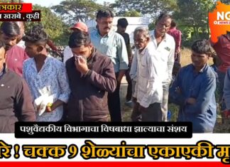 जीवनापूर पुनर्वसन भागात चराईदरम्यान विषबाधा झाल्याचा संशय ; ७ शेळ्या व ३ बकऱ्यांचा मृत्यू