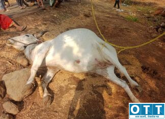 वीज पडून बैलाचा मृत्यू ; शेतकरी यांचे ५० हजारांचे नुकसान