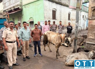 Akola News : ऑपरेशन प्रहारची धडक कारवाई; ८ गोवंशांची तस्करीतून सुटका
