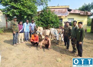 वान अभयारण्यात गोवंश तस्करीचा डाव उधळला! चार बैलांसह दोघे वनविभागाच्या जाळ्यात