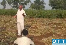 कवठ्यात शेतकऱ्याच्या उभ्या कपाशीवर अज्ञाताचा घाला! एक एकर पीक उपटून फेकले; रामेश्वर मरकाडे यांचे मोठे नुकसान